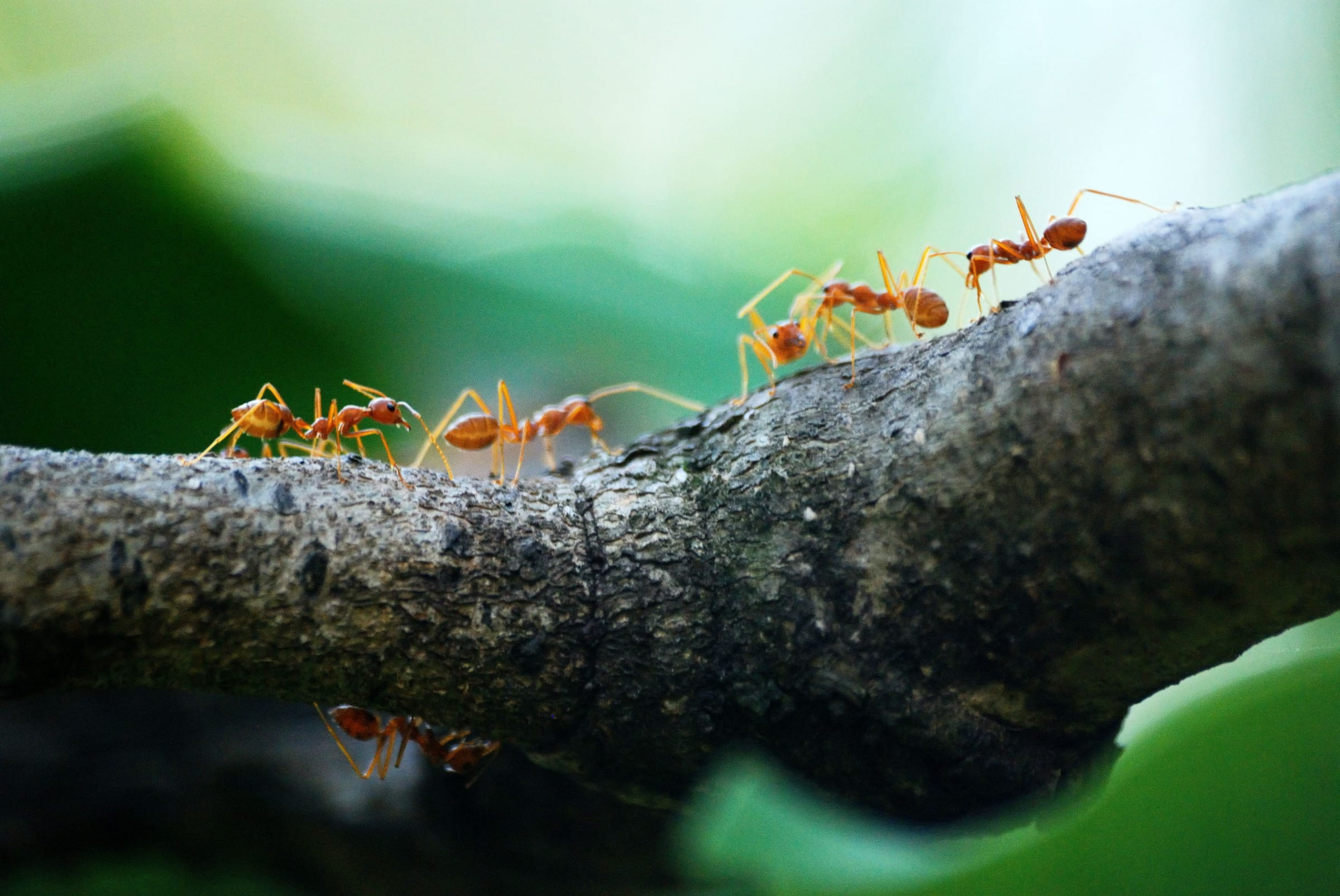 Common Ants in Louisiana and How to Get Rid of Them Bayou Cajun Pest